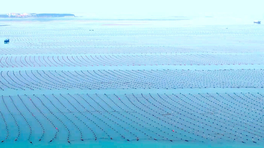 Suspended aquaculture in Sanggou Bay