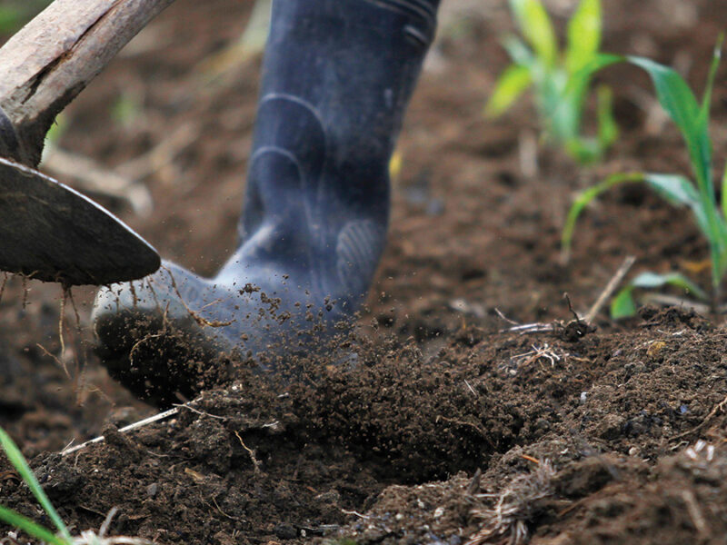 The Nutrient-Rich Legacy in the Amazon’s Dark Earths