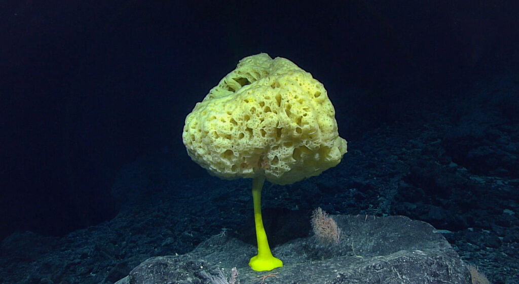 A bright yellow natural sponge atop a stalk attached to a rock on the seafloor