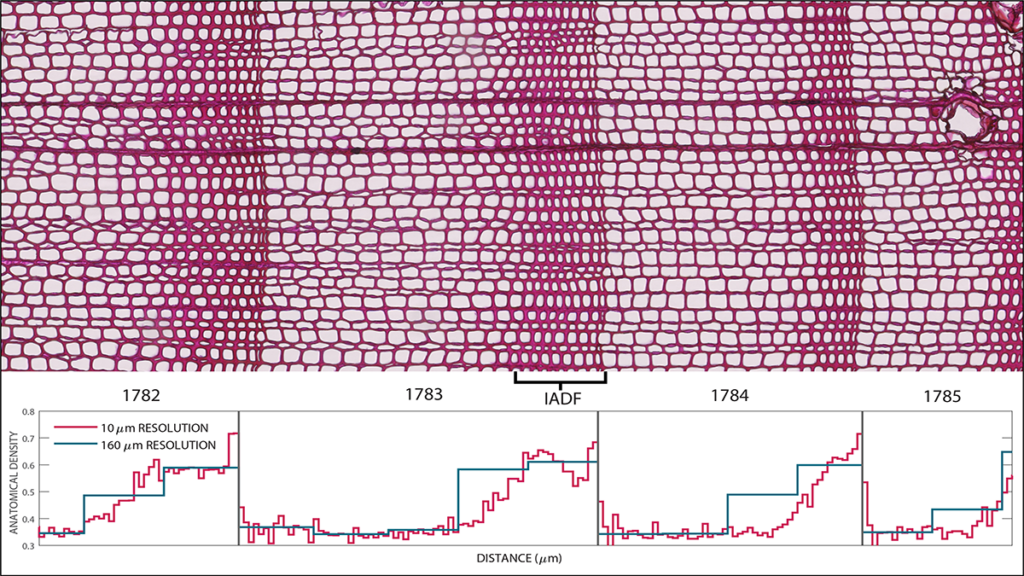 Photomicrograph of tree ring cell density from open to tight showing the repeating pattern of seasonal growth.