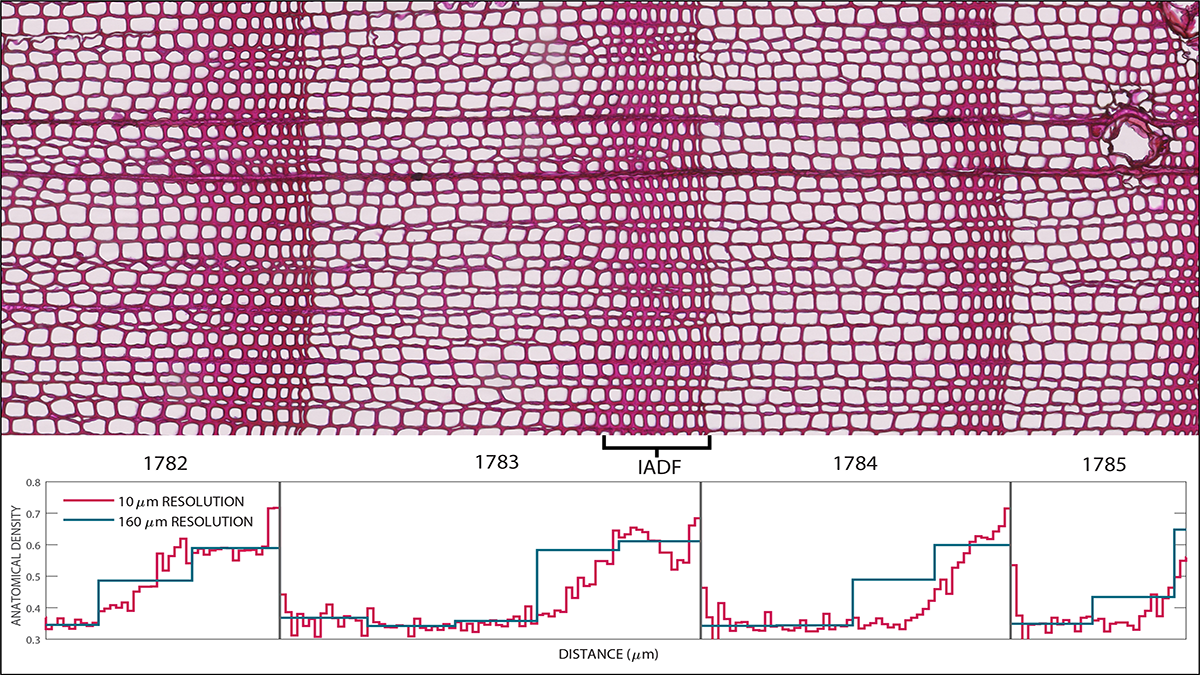 Photomicrograph of tree ring cell density from open to tight showing the repeating pattern of seasonal growth.