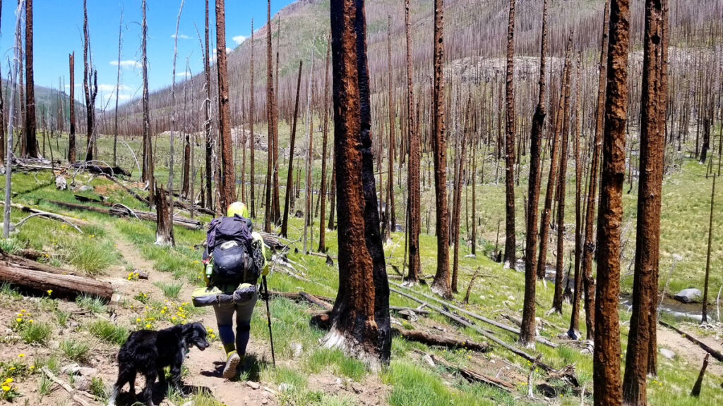 A backpacker hikes through a burned forest blooming with wildflowers.