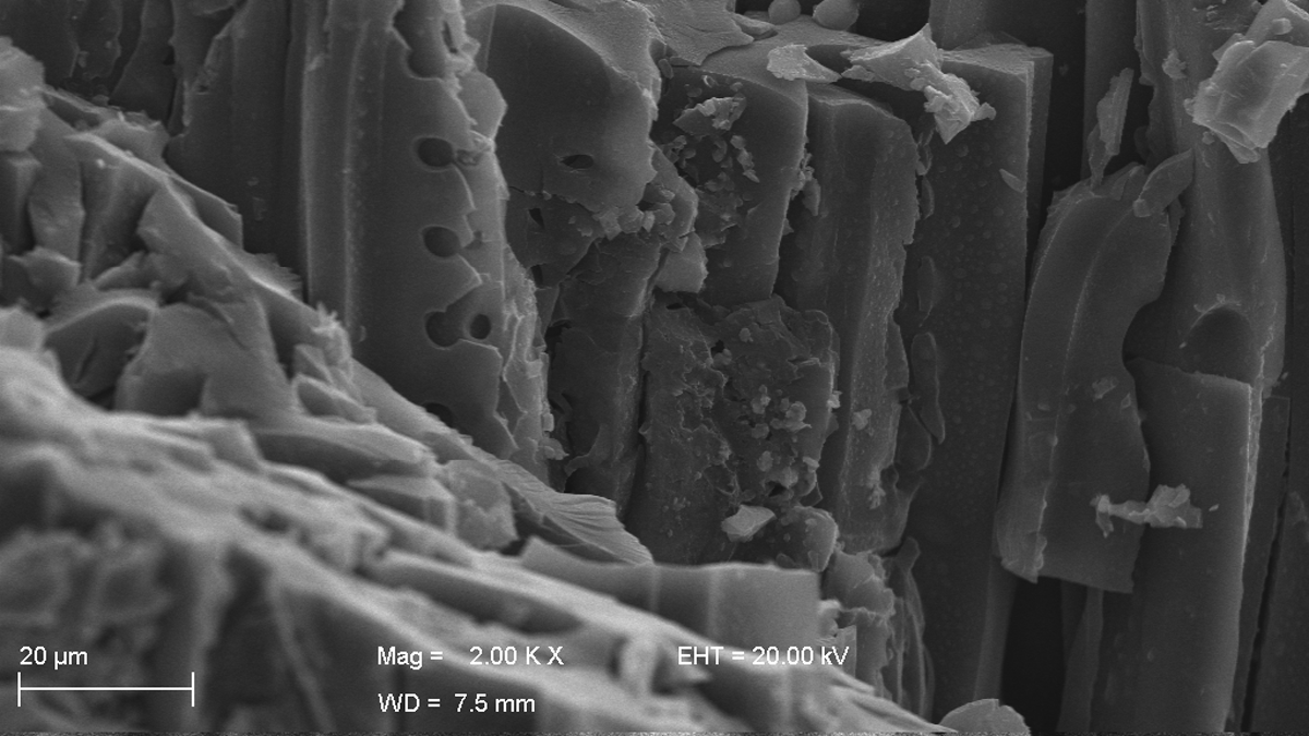 Electron microscopy image of the charcoal found at the Than Formation in Saurashtra Basin, Gujarat, India.