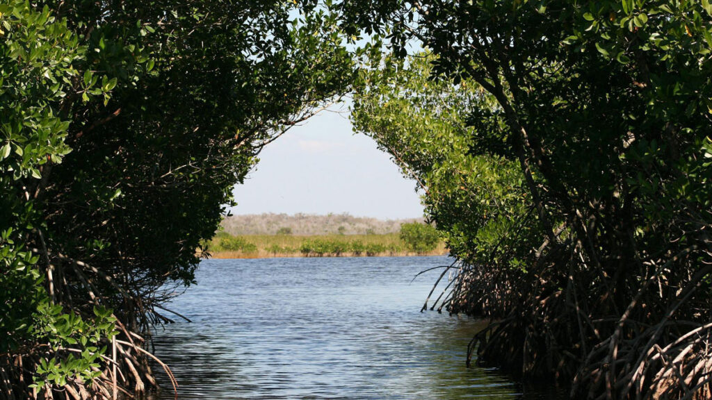 Mangrove forest