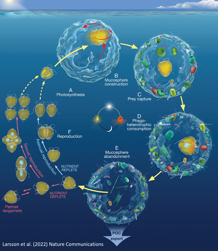 Infographic showing the cycle of Prorocentrum cf. balticum’s construction of its mucosphere.