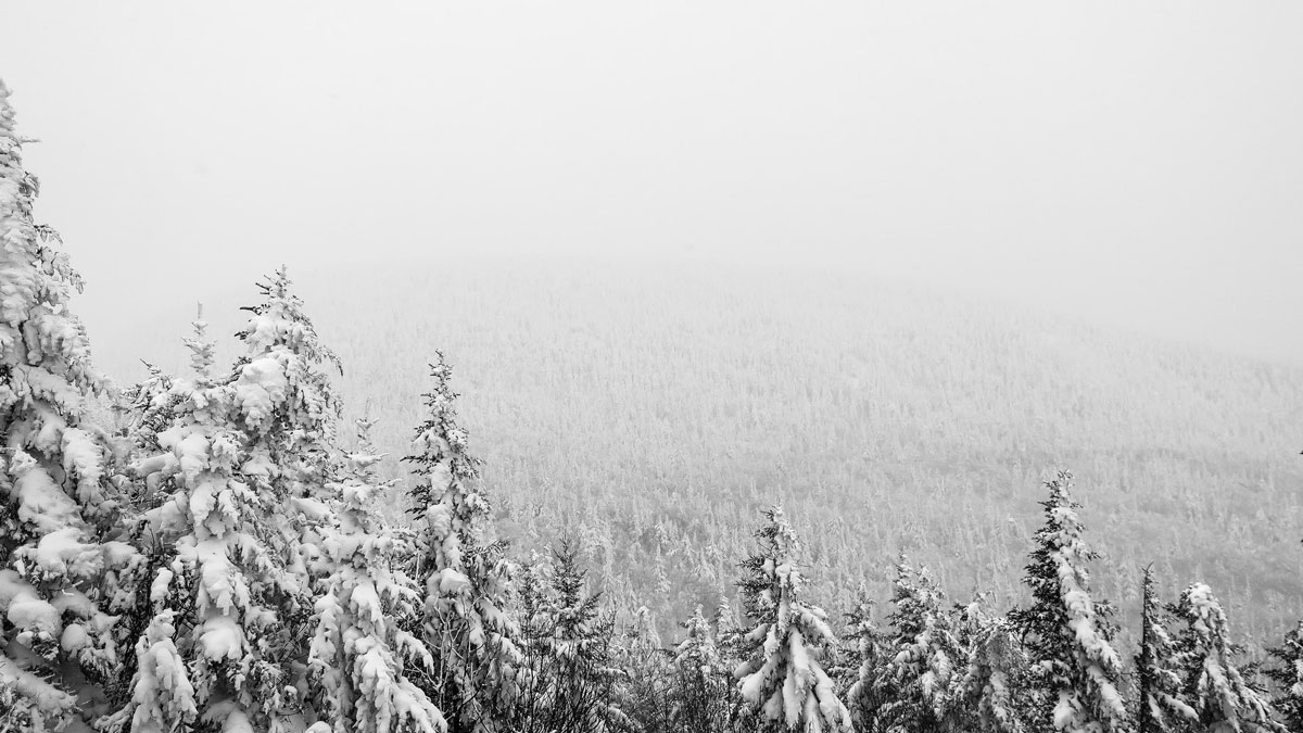 A wide view of snow-covered pines in mountains.