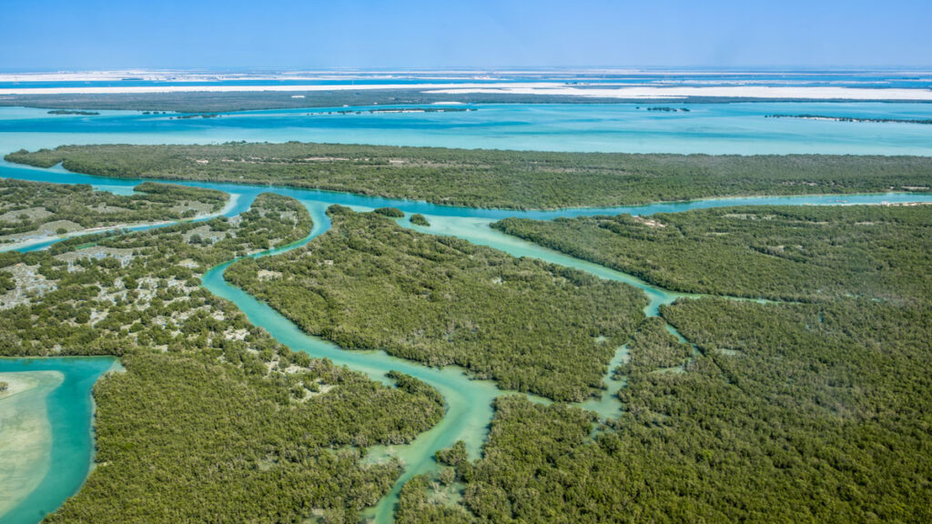 Aerial view of a coastal mangrove wetland in Abu Dhabi.