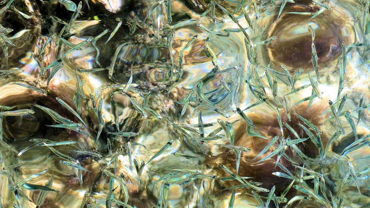A school of anchovies swims in shallow water in the Bahamas.