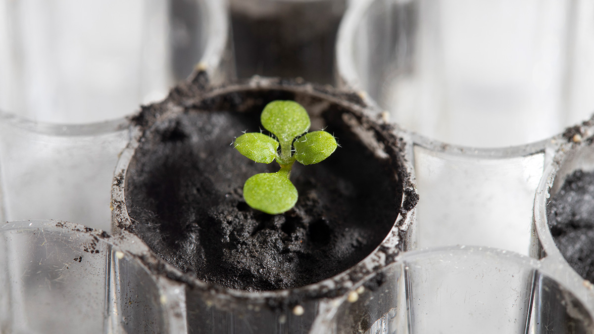 An Arabidopsis plant grown in lunar soil for about 2 weeks