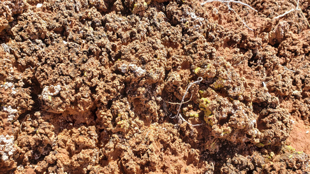 A close-up image of lichen biocrust.