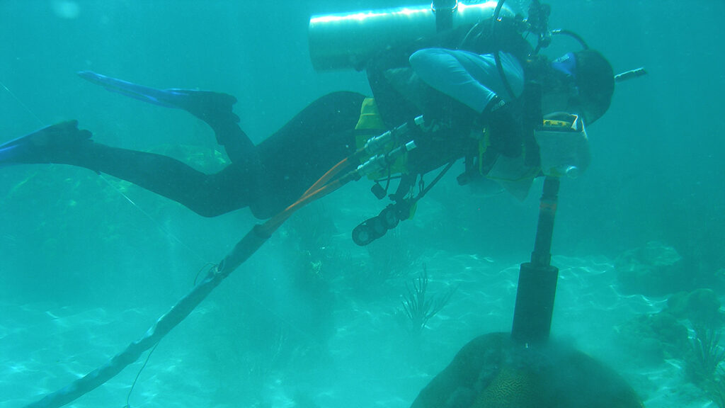 A diver in scuba gear holds a coring device to collect a sample from a coral head on the seafloor in clear, light blue water.