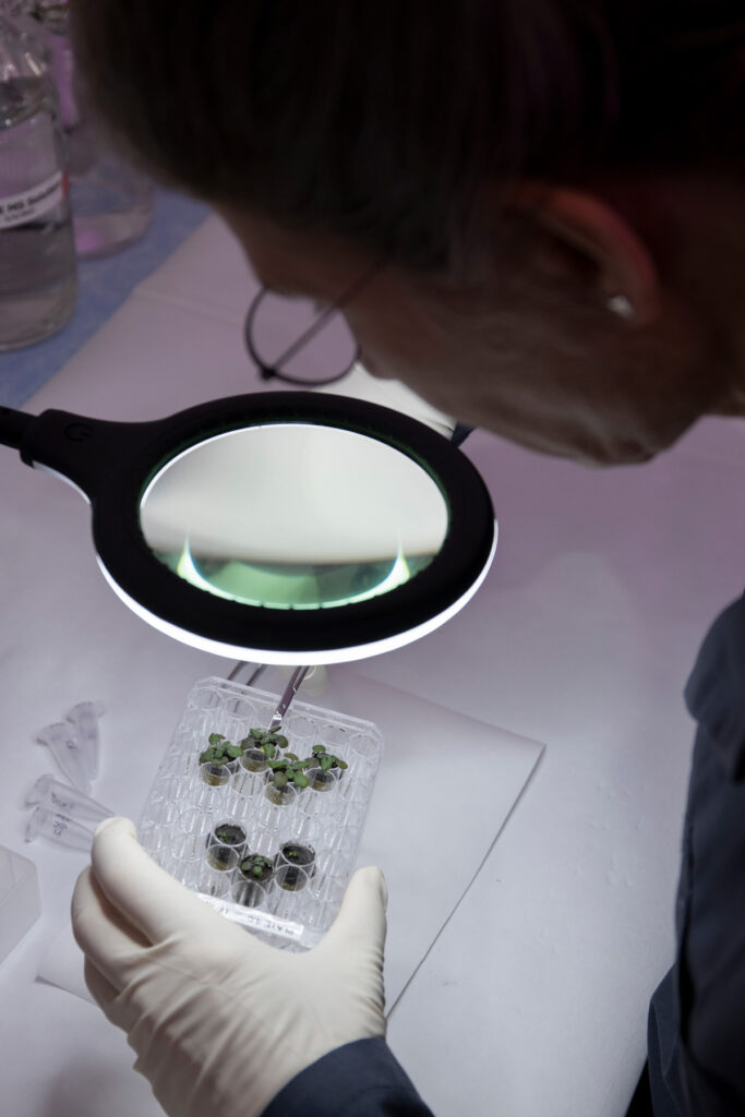 Anna-Lisa Paul cosecha plantas para análisis genéticos. Ella sostiene una charola con pequeños recipientes de menos de 5 centímetros de diámetro donde se encuentran las plantas cultivadas. Extrae las plantas usando una lupa grande.