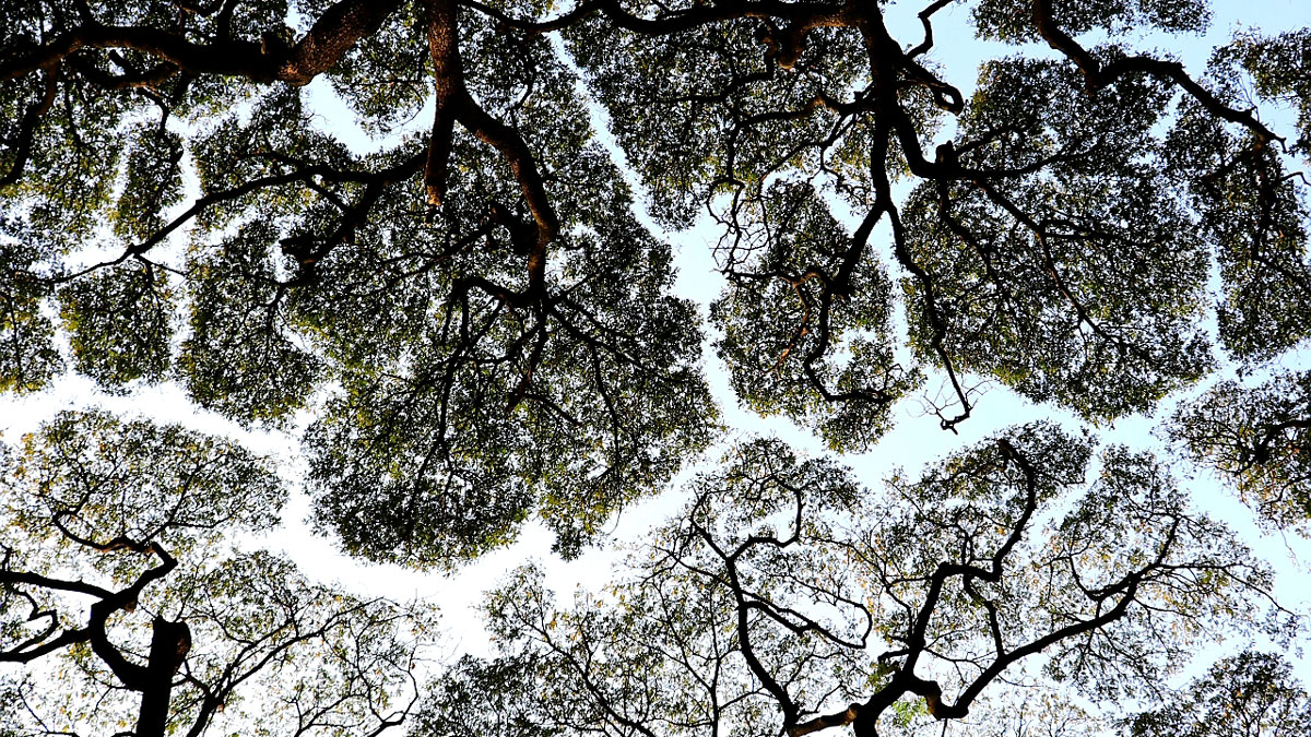 Looking up at crown shyness in trees at Cubbon Park, Bangalore, India.