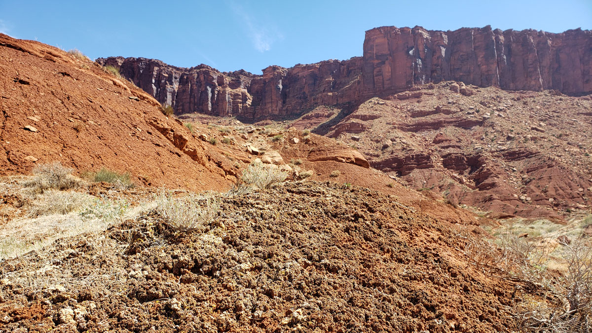 Biocrusts abundant in lichens grow on the soil surface in the Colorado Plateau.