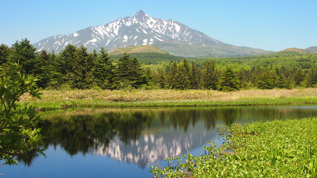 A view of a swamp on Rishiri Island, with trees and water in the foreground and a snowy mountain in the background