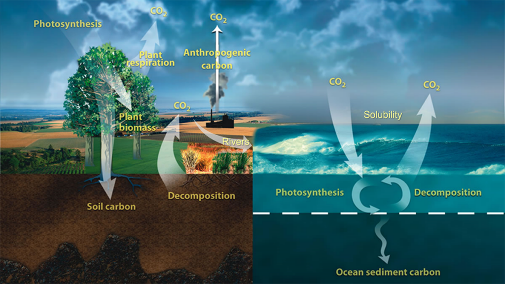 Diagram showing the key interactions between reservoirs of the global carbon cycle.