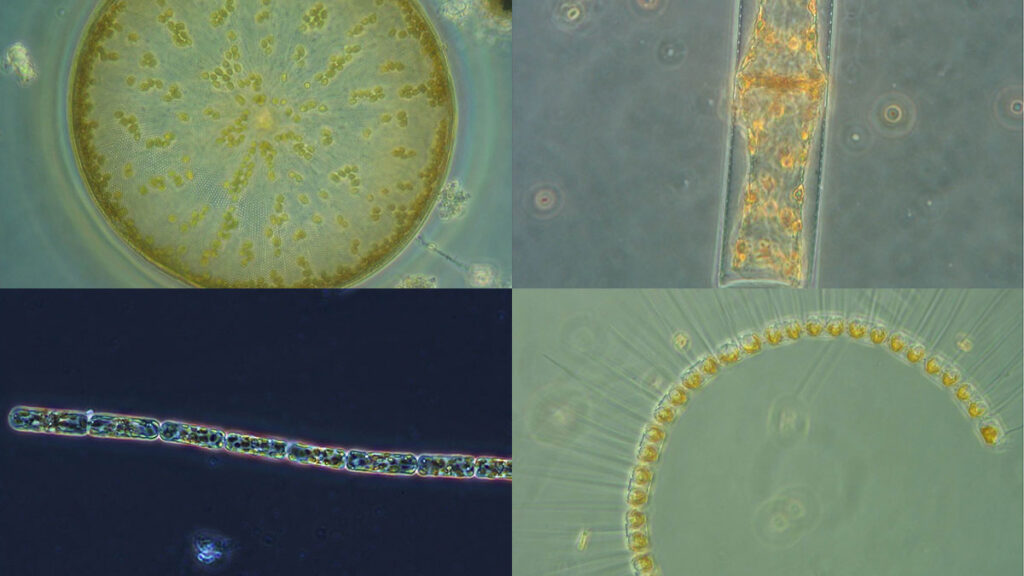 A collage of different diatom species