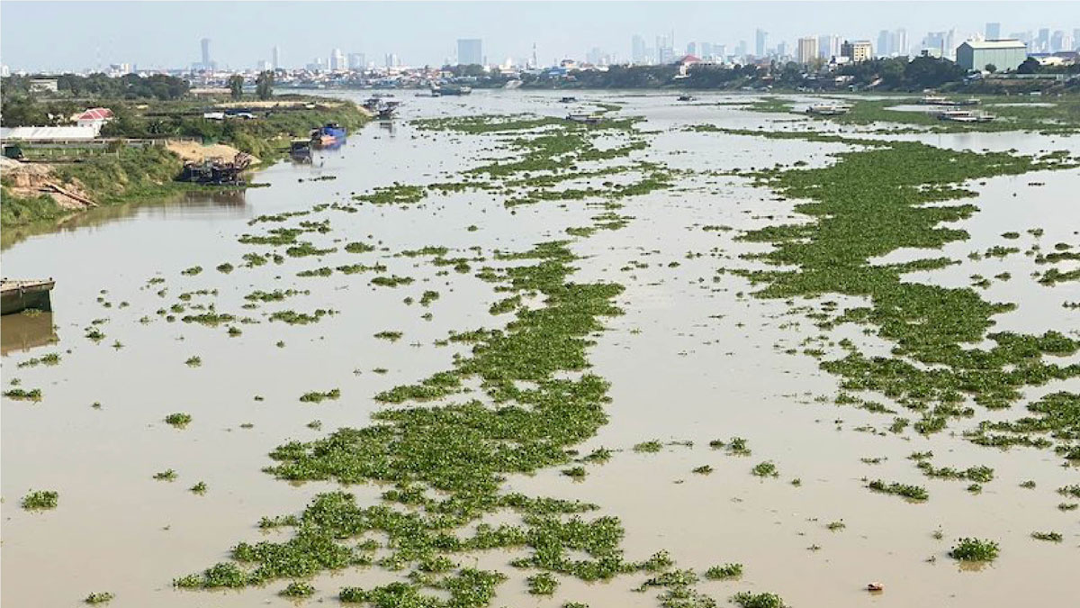 Floating water hyacinths with trapped plastics.