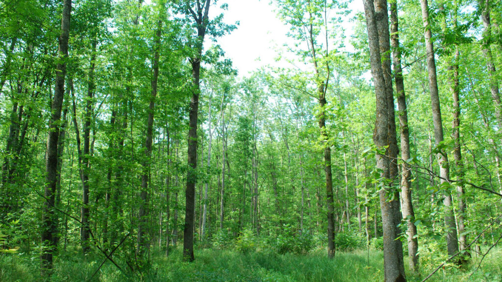 Black ash forest in Minnesota.