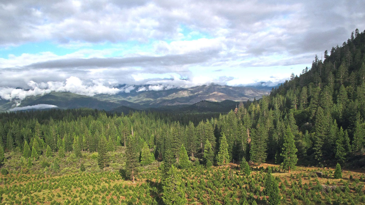 An evergreen forest in southern Oregon.