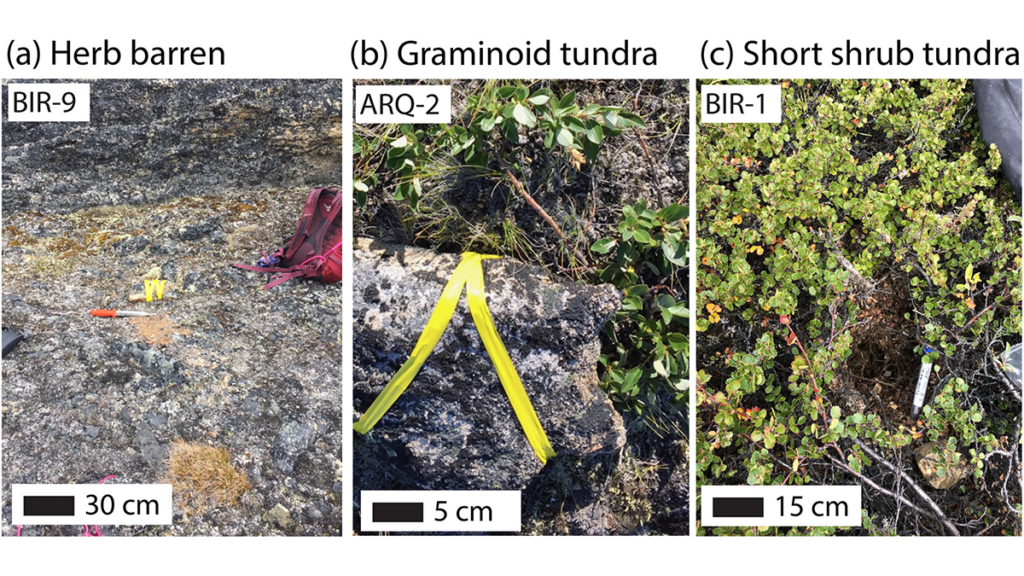 Three field photographs showing different vegetation types.