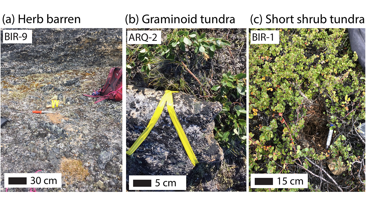 Three field photographs showing different vegetation types.