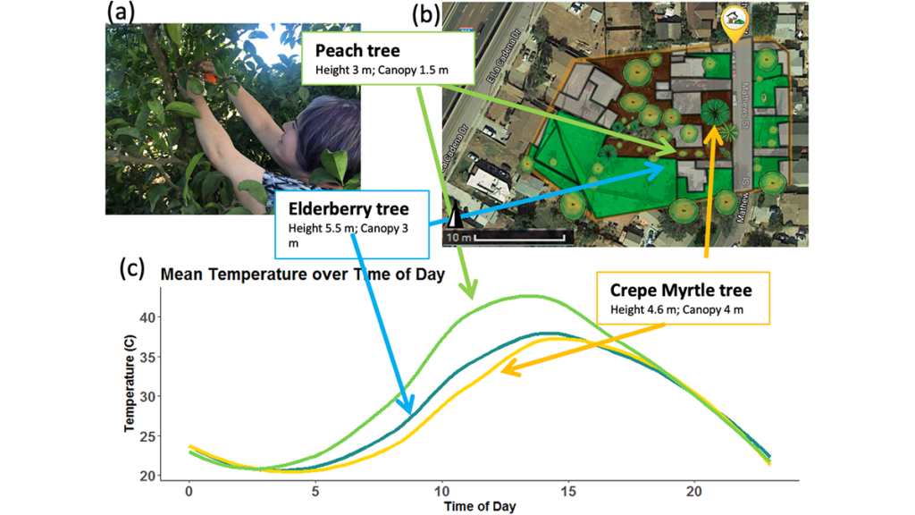 Figure 3 from the paper, showing a photograph of a tree, a satellite image, and a graph showing the impacts of different types of trees on temperature.