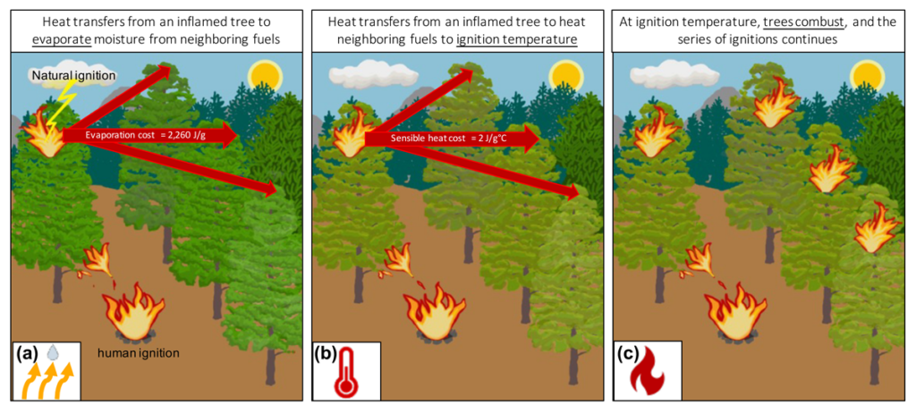 Three-panel diagram illustrating wildfire ignition sources and spread among trees