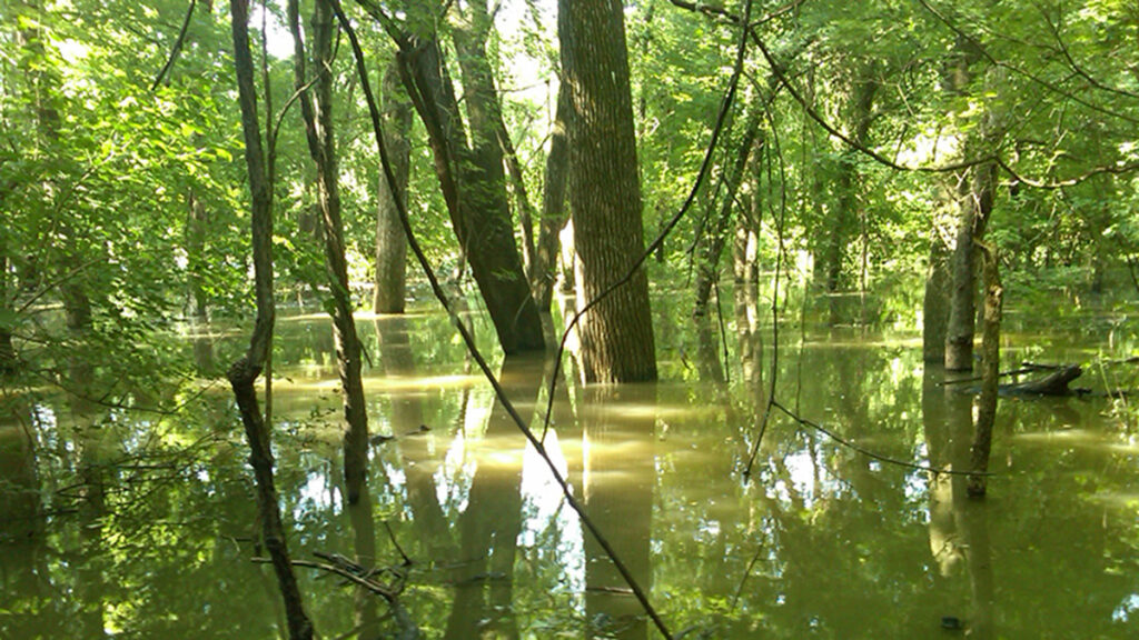 Flooding during June 2011 on the Missouri River floodplain near Arrow Rock, Mo.