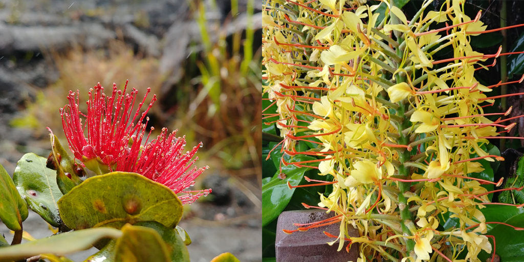 Close-up images of two flowers that grow in a volcanic landscape on the island of Hawaii. On the left is the flower of a native plant. The flower is a bright red. Its petals are long and thin and fan out in a hemisphere. The leaves are roundish and light green with brown spots. The small plant is in the foreground and a desolate black volcanic lava field is in the background. On the right is a close-up of a bright yellow flower with orange stamen. The flower is composed of many smaller blossoms that form a tall cylinder. Four of these cylinders are visible above large bright green leaves that are wet with rain.