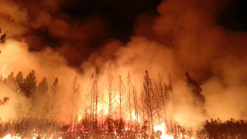 Plumes of white, orange, and black smoke surround pine trees as those in the center of the photograph burn.