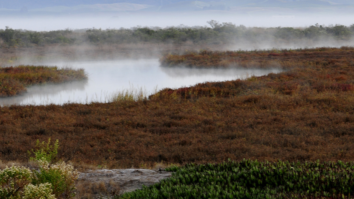 San Pablo Bay marsh