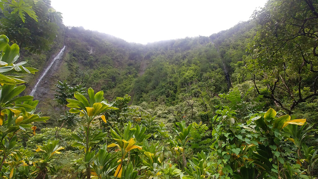 A panoramic image of a tall waterfall in a verdant and lush tropical valley. The waterfall is along the left side of the valley, and trees with bright green, dark green, and yellow leaves fill the valley floor and cover the valley walls. A grayish sky with mist is above the valley.