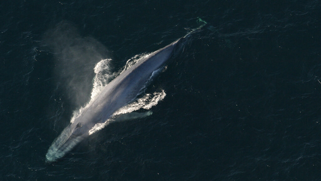 Aerial image of blue whale breathing at the water’s surface.