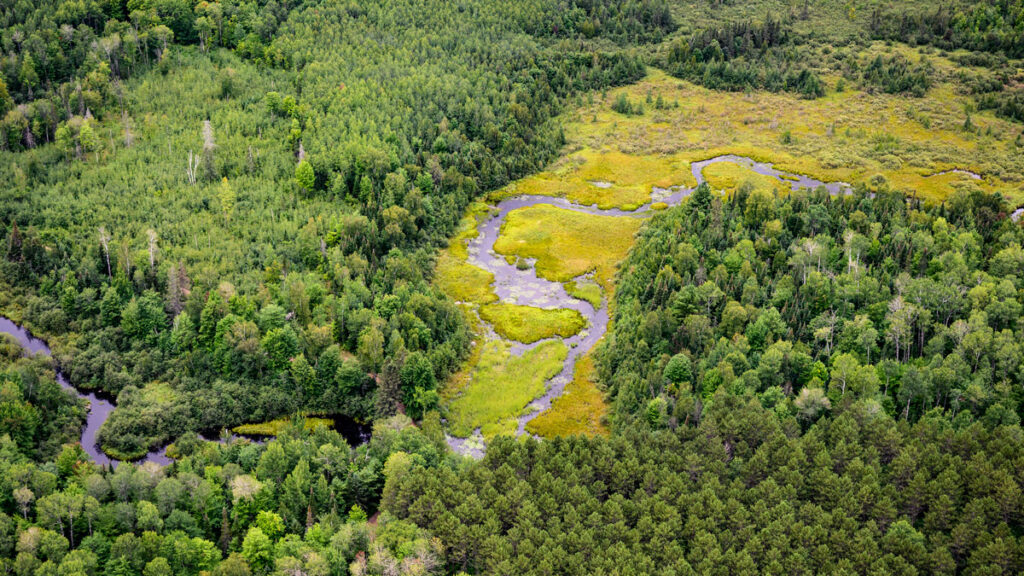 Woods and wetlands in the Chequamegon-Nicolet National Forest.