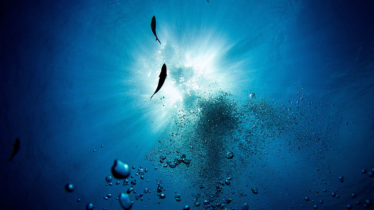 An image of fish and bubbles in the ocean