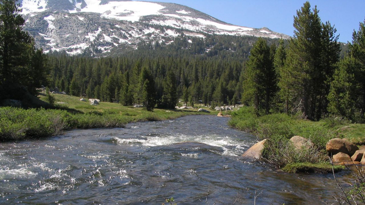 Yosemite National Park ecosystem featuring a stream, trees, and snow-covered hillslope.