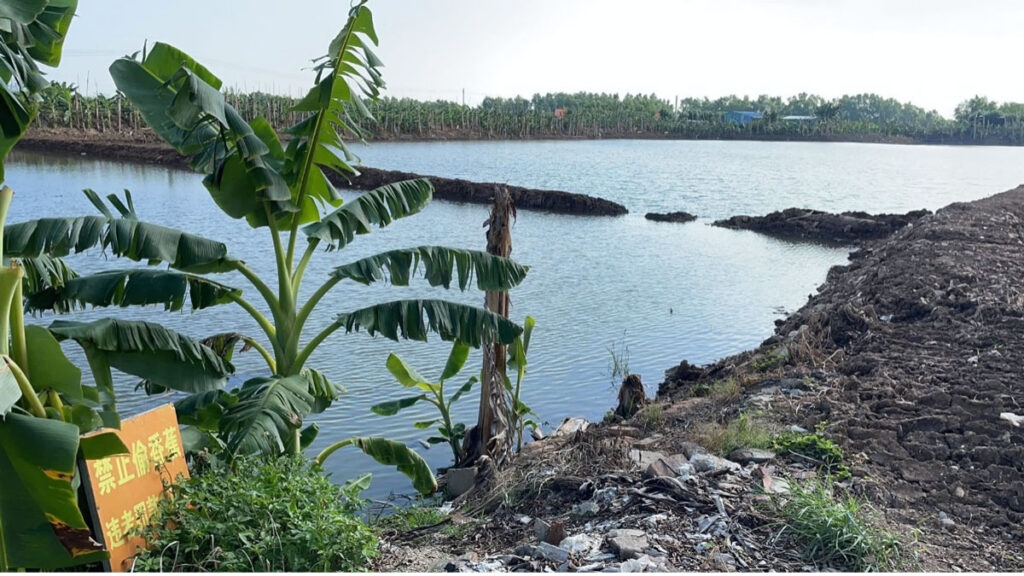 A banana field replaced by two shrimp ponds due to soil salinization in Zhongshan, Guangdong Province, China.