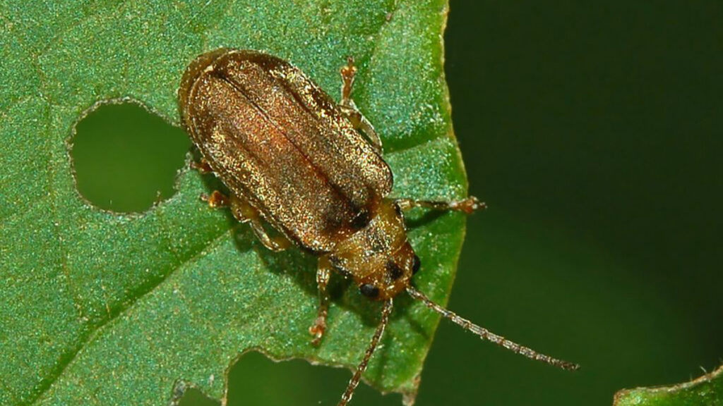 Viburnum leaf beetle on a chewed leaf