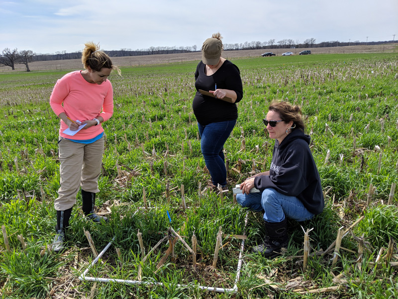 Three researchers analyze data at a wetland in Illinois