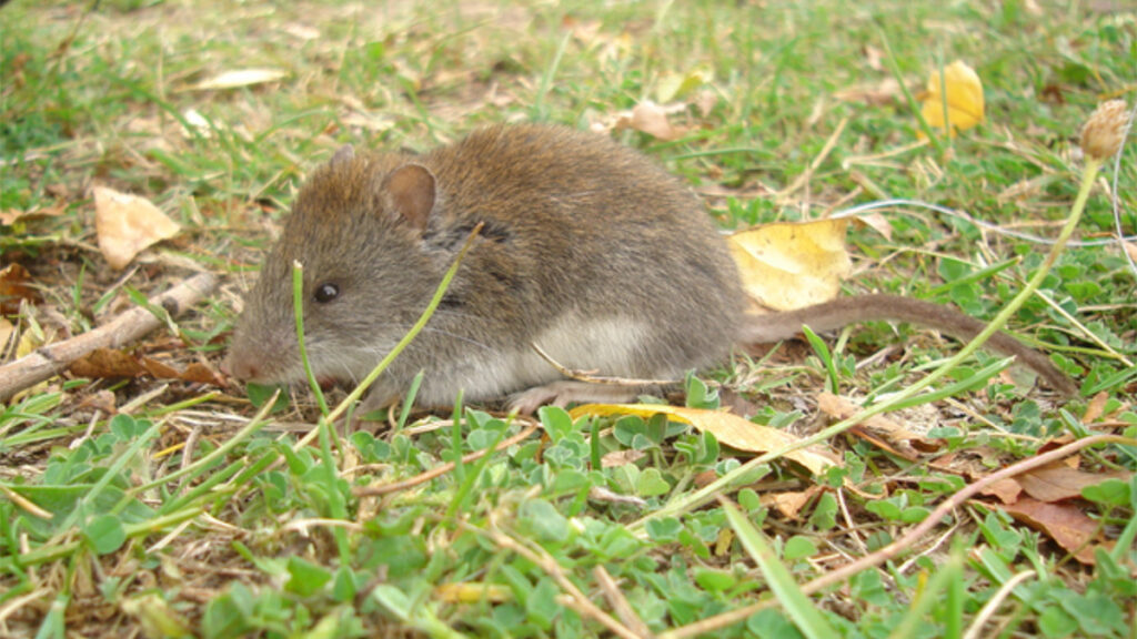 A small brown and gray mouse, Abrothrix hirta, sits on green grass strewn with a few brown leaves. The mouse faces left and is photographed in profile.