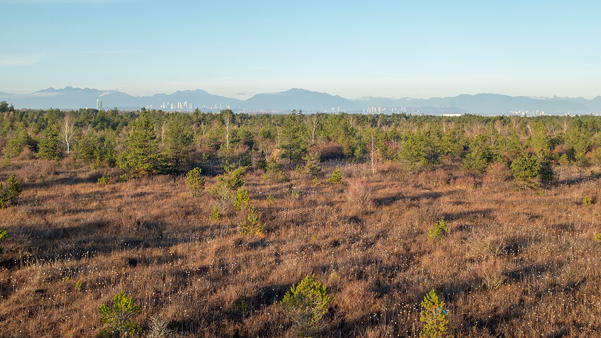 A view looking over an expansive area of low shrubs and trees, with tall buildings and mountains visible in the distance