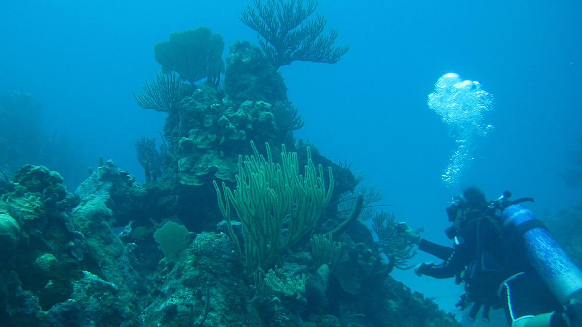 Air bubbles rise from a scuba diver who is looking at a coral reef.