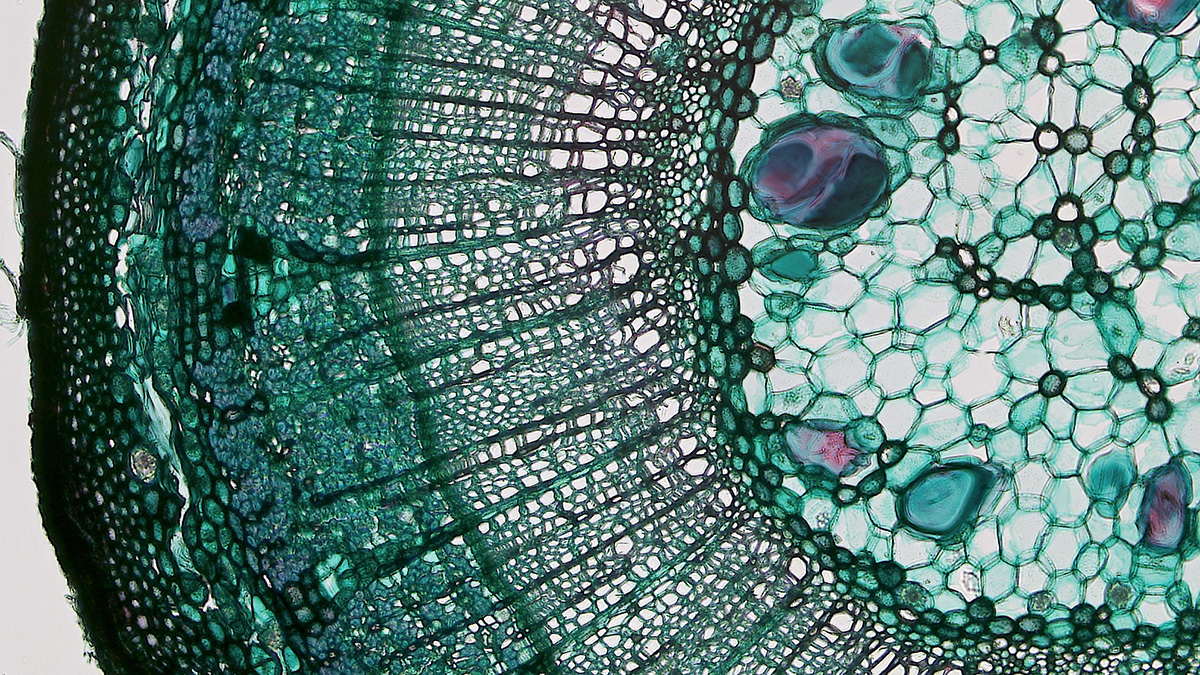 Magnified cross section of the internal cellular structure of a young tree.