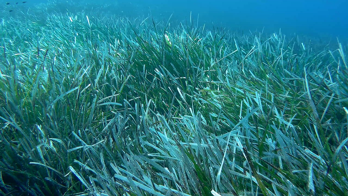 Photograph of a seagrass meadow
