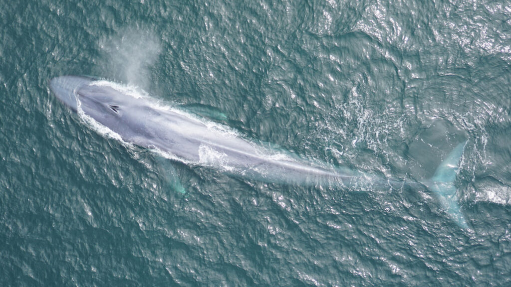 Drone footage of a blue whale surfacing to breathe off the coast of California.