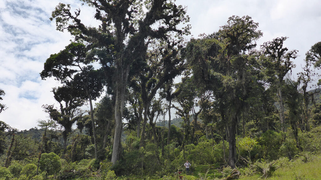 A person stands amid tall trees on a lush green mountainside.