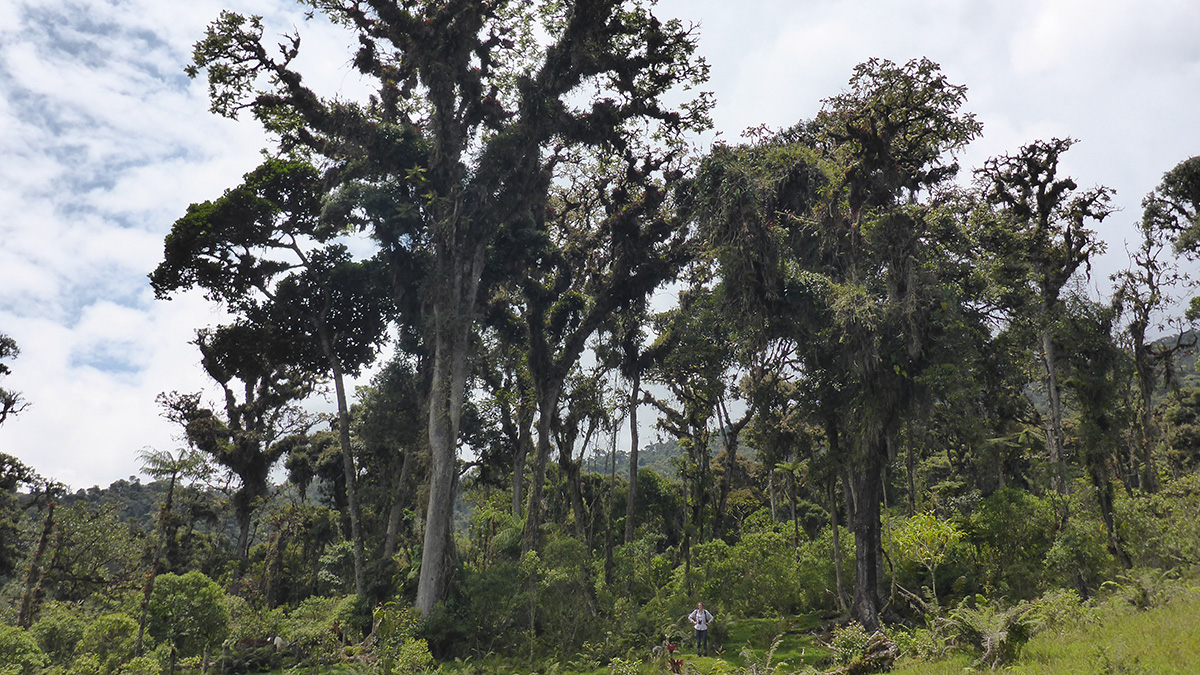 A person stands amid tall trees on a lush green mountainside.