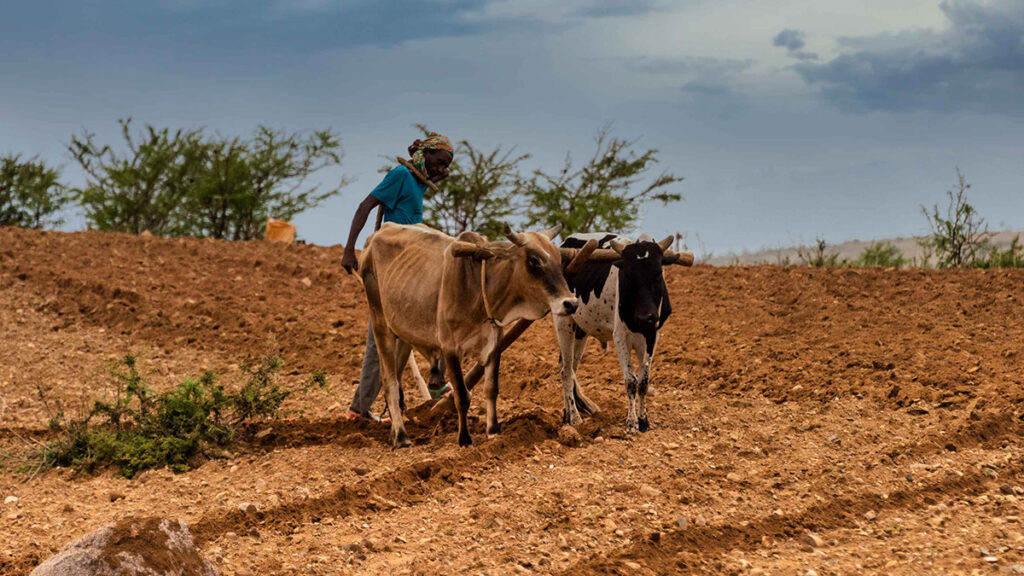 A farmer walks behind two cattle pulling a wooden plough through rocky soil.