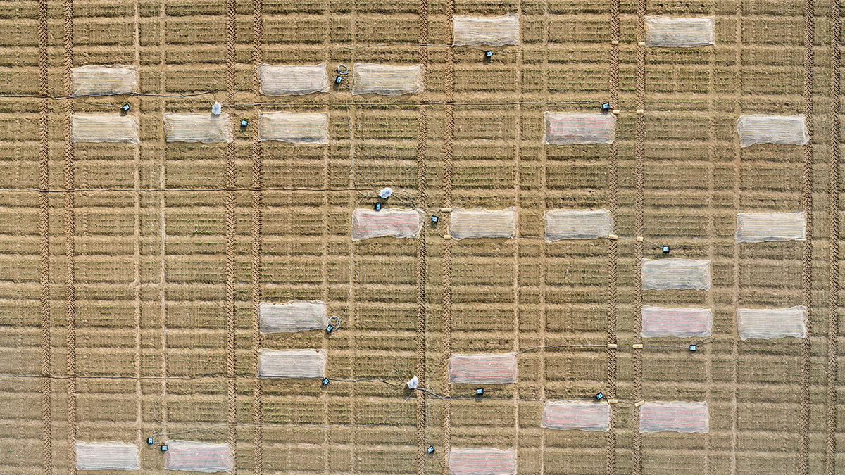 Aerial view of an agricultural field with some plots in temperature-controlled conditions